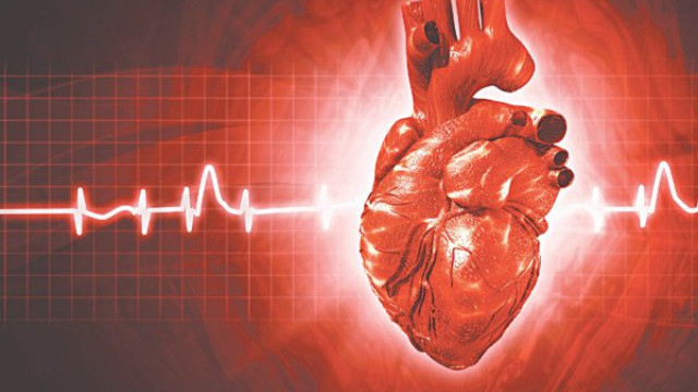nhịp tim ổn định khi dùng trùng thảo 