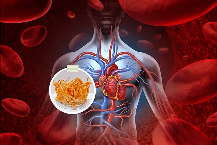 lợi ích của đông trùng hạ thảo - tăng cường hỗ trợ tim mạch 