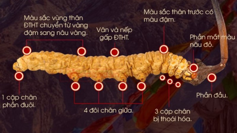 Nhận biết đông trùng hạ thảo Tây Tạng